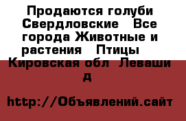 Продаются голуби Свердловские - Все города Животные и растения » Птицы   . Кировская обл.,Леваши д.